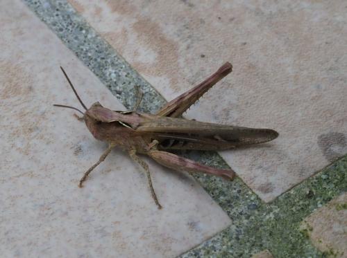 Chorthippus sp.